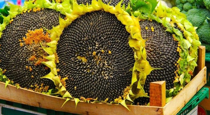 sunflower with black seeds