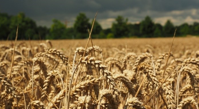 wheat field