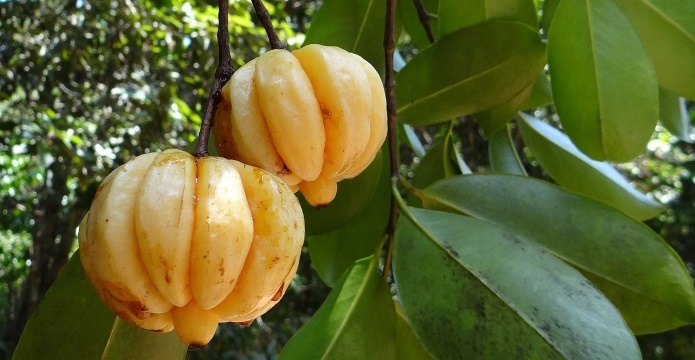 garcinia cambogia fruit