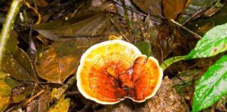 ganoderma lucidum mushroom