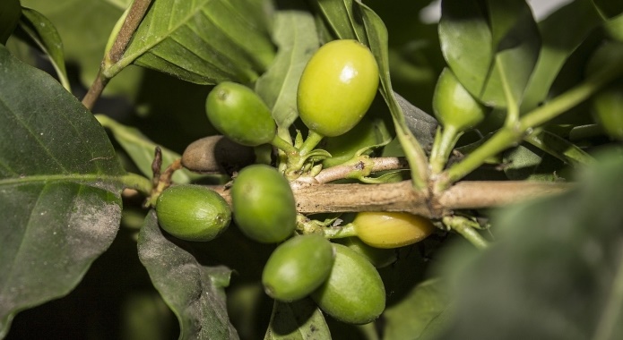 fresh green coffee beans