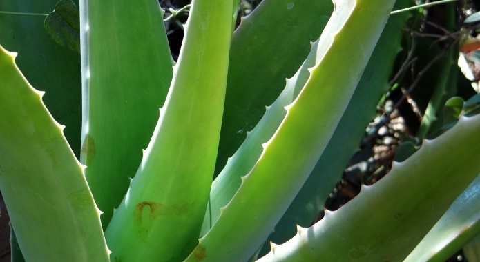 aloe vera plant