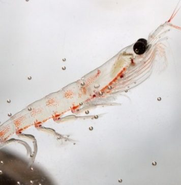 antarctic krill
