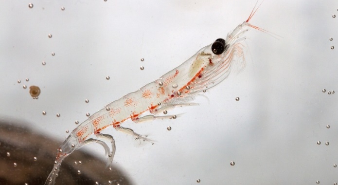 antarctic krill