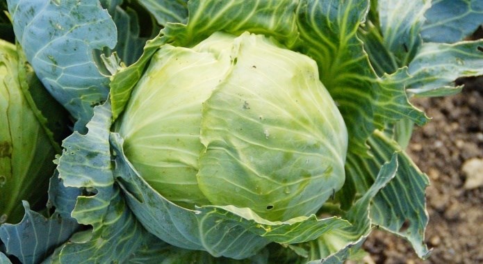 fresh green cabbage