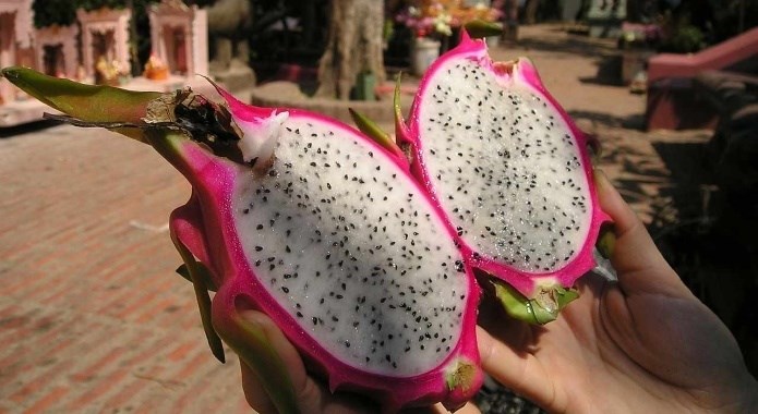 dragon fruit in hand