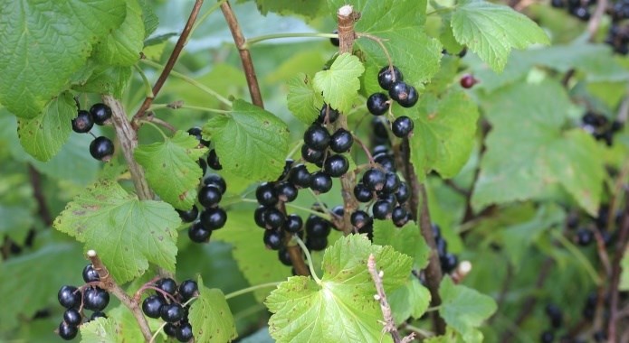 black currants