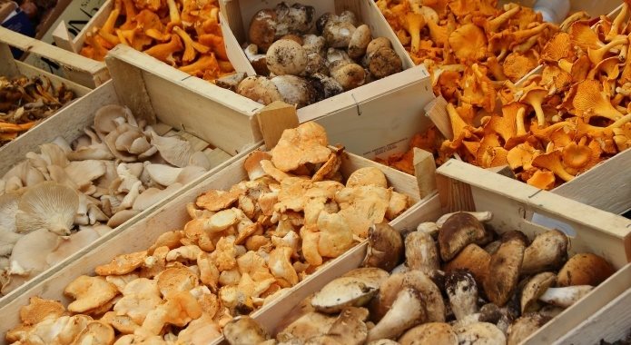 chanterelle mushrooms