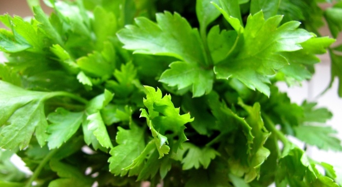 fresh green parsley