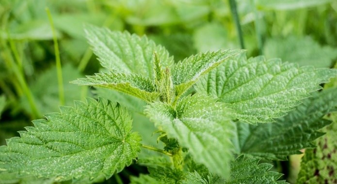 fresh stinging nettle