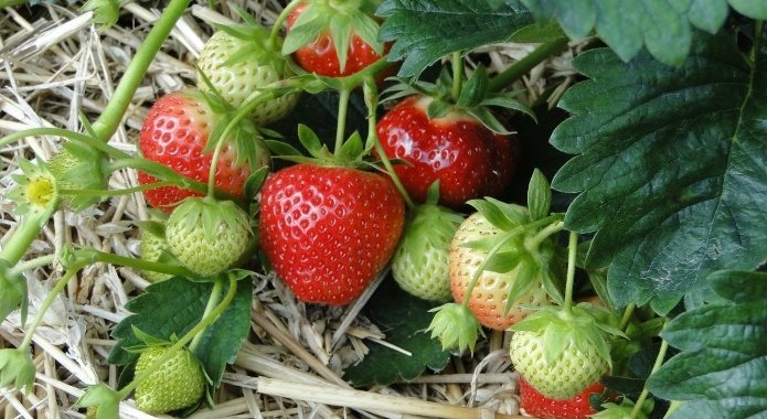 fresh strawberries in field