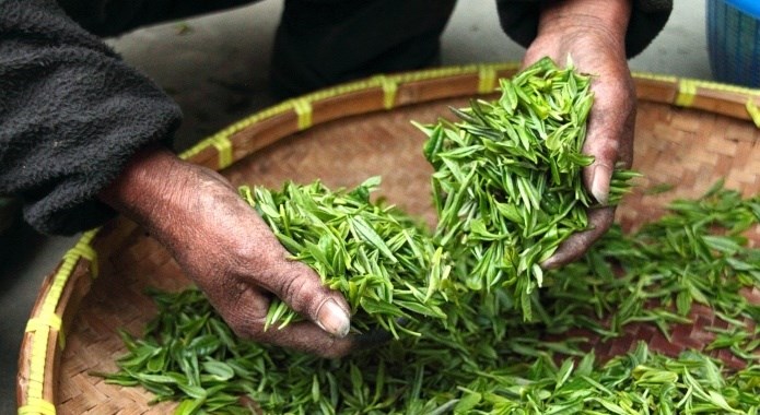 fresh tea leaves