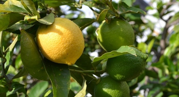 lemon on tree