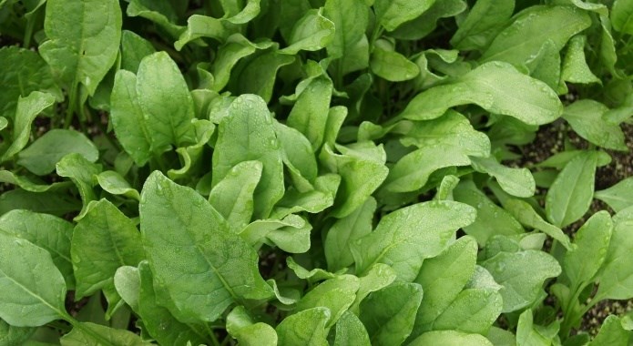 spinach in ground