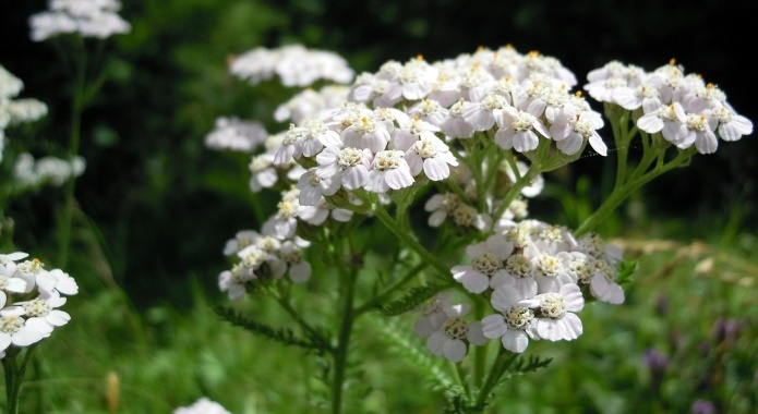 yarrow flower