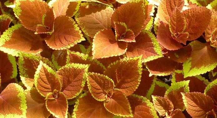 coleus nature plant