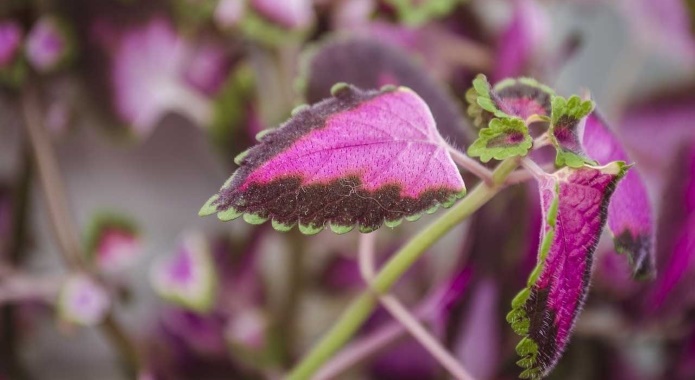 pink coleus plant