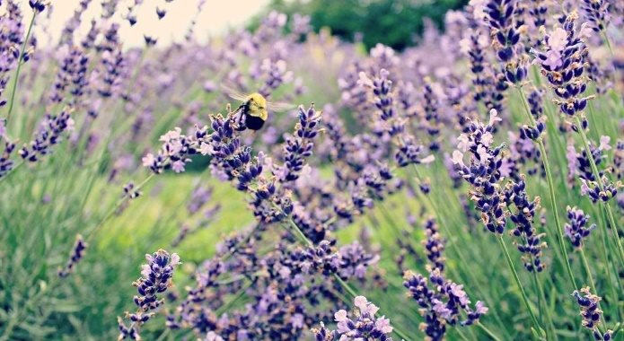 bee on lavender