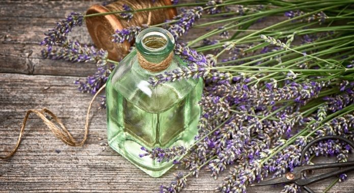 lavender oil