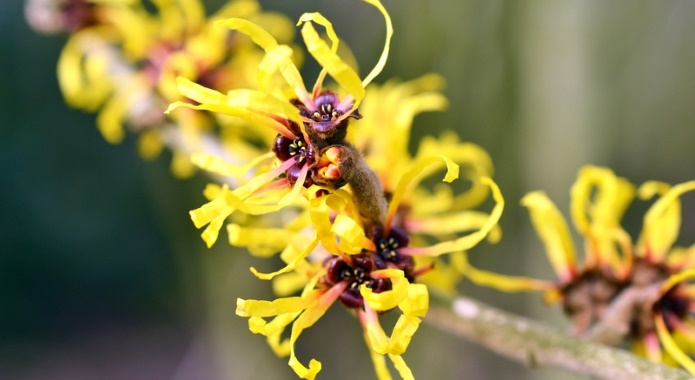 witch hazel plant