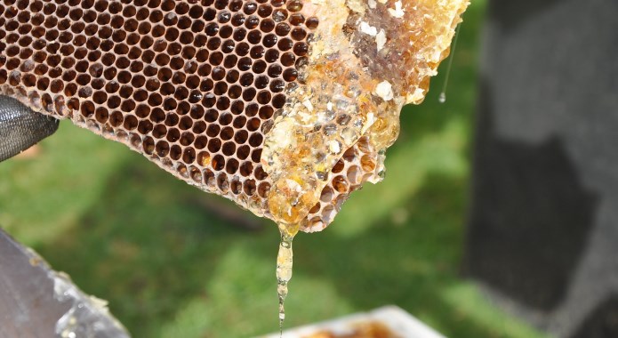 beekeeper handling hive