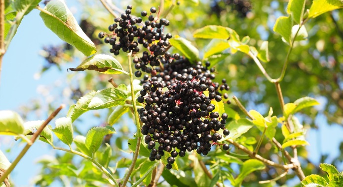 elderberries on tree