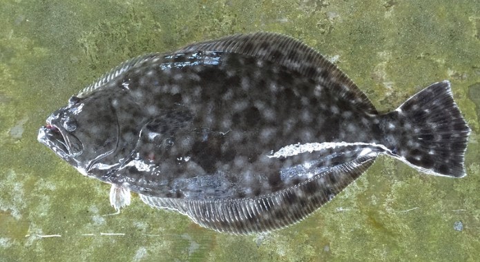 flounder