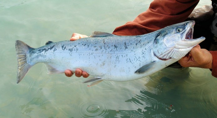 wild salmon