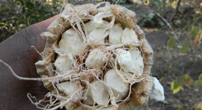 baobab-fruit-min