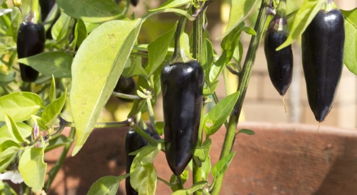 black chili peppers-min