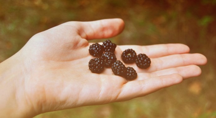 blackberries-min