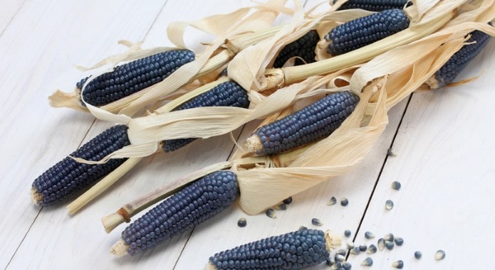 blue corn-min