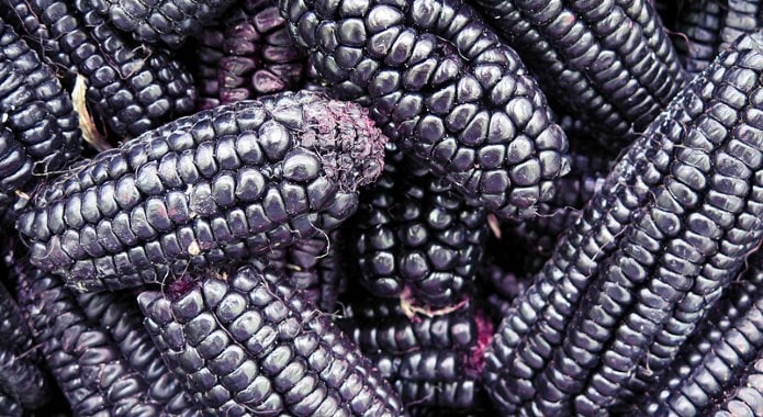 purple corn-min