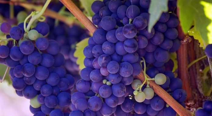 purple-grapes-min