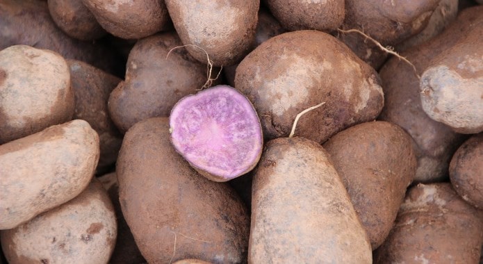 purple potatoes-min
