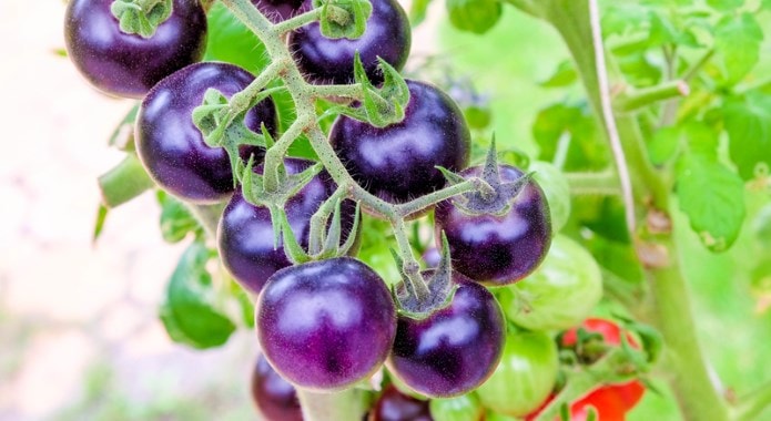 purple tomatoes-min