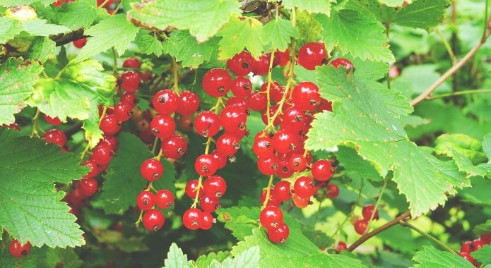 red-currants-min